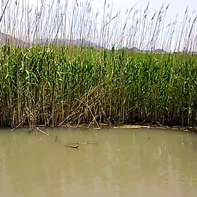 バブルクリーチャーで！(movie)の画像