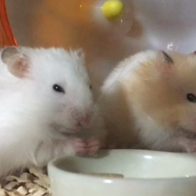 【私の自己紹介】ブログ始めました！の画像