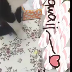 手先器用ね（＾ν＾）の画像