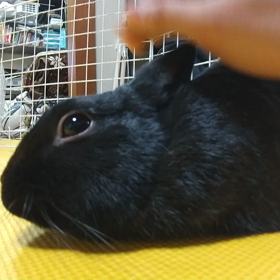 稽古が出来ない理由の画像