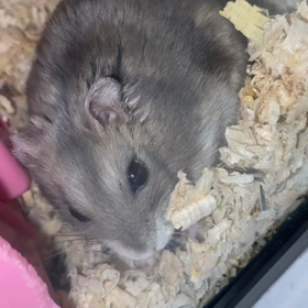 文鳥とハムスターに癒されるの画像