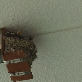 フサフサの画像