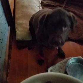 朝、昼兼用ご飯の画像