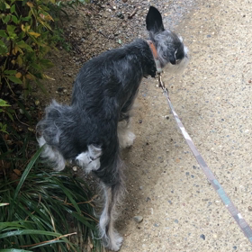 最短散歩の画像