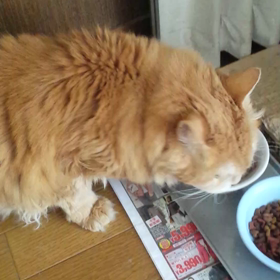 魚くれくれ野良猫の画像