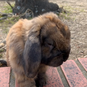 どんちゃんと並走の画像