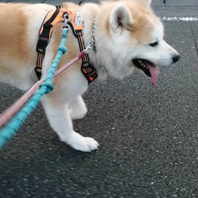 二日連続ラスト1km猛ダッシュ‼️日陰は爽やかな朝、未来丸はさっそくイヤイヤアピール。飼い主ガンの画像