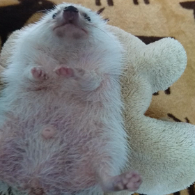 お風呂上がりももた君のお腹。の画像