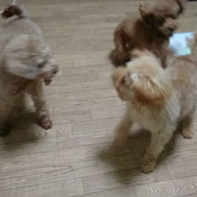 朝の運動～２回戦目～の画像