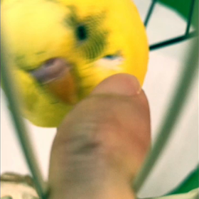 ゆび好きインコの画像