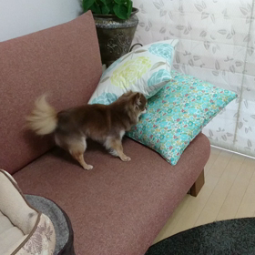 フェイント。の画像