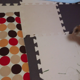 うんってしたよの画像