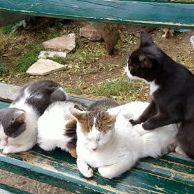 猫の街コトルの画像