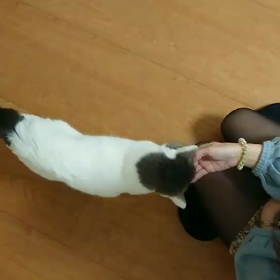 リオンくん一芸お披露目！の画像