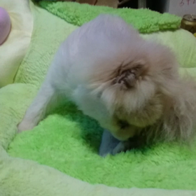 ｻﾌﾞﾛｳとﾅﾂｵの居る風景 その8の画像