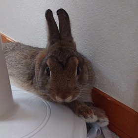 しゃっくり(๑°  °๑)？の画像