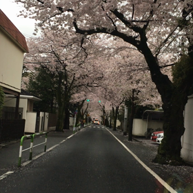 今年の桜はの画像