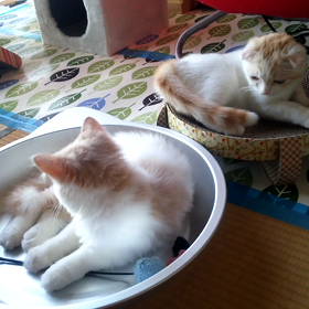 動画をお届け(^o^)の画像