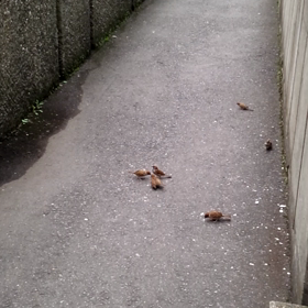 3羽の赤ちゃんスズメ②の画像