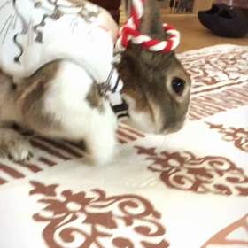 いざっ出陣～٩(ˊᗜˋ*)وの画像