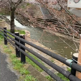 花見動画でーすの画像