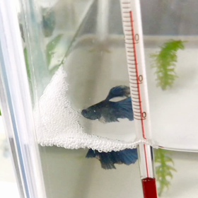 まだ3か月未満なのに泡巣作るベタちゃんの画像