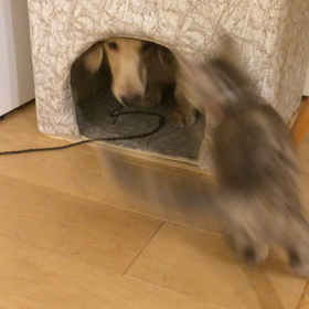 今日の犬猫パンチの画像