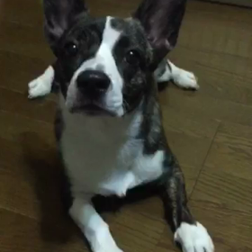 (^-^)   元気陽気！愛娘Tina  with  Daz もう9ヶ月の画像