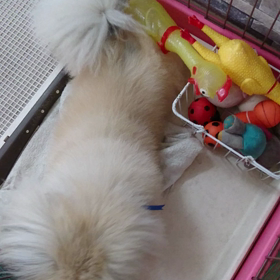 お昼寝しよっかね☆の画像