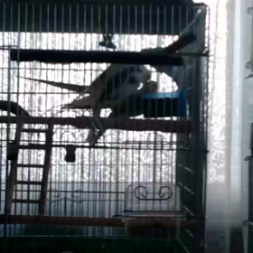 オカメインコ 交尾 短い動画ですが。の画像