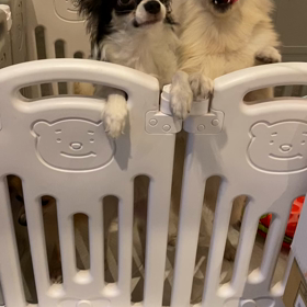 犬じゃらしの画像
