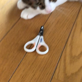 扇風機と氷枕で！　あのー爪切りますけど〜の画像