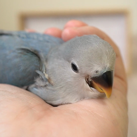 眠たそうな姿がきゅんきゅんしますの画像