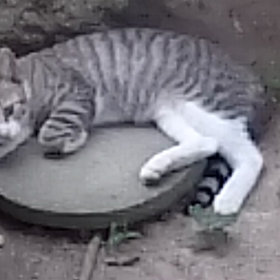 ヤフー!ブログから引っ越してきましたの画像