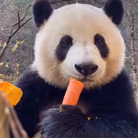 パンダの朝食の画像