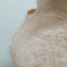 ご飯ちょうだいニャの画像