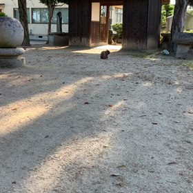 今日の朝んぽ（7/20）の画像