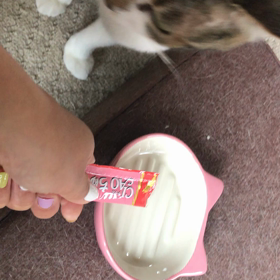 猫も『待て』!!!の画像