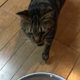 大吉の鳴き声ですの画像