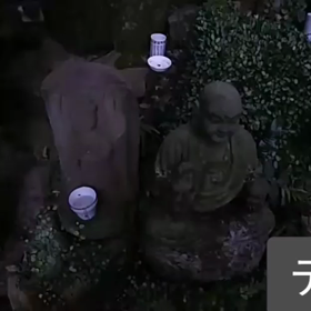 動画作成してみましたの画像