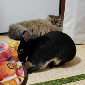 ココを見守るナナの画像