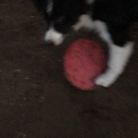 マロちゃん近況の画像