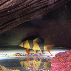 クラウンローチの画像