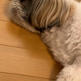 歯石削りと、顔面ピクつきの診察の画像