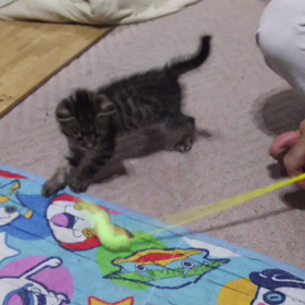 遊んでもらうの画像