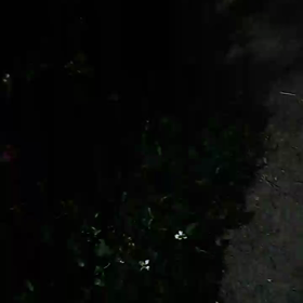 元気だったかにゃ？の画像