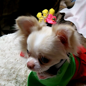 明日に備える愛犬の画像