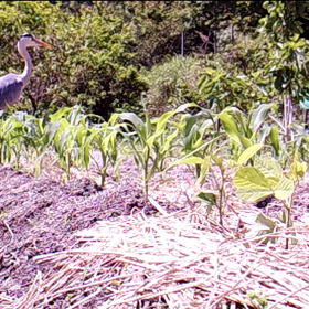 すぎぴたんの事件簿シーズン２　２６話の画像