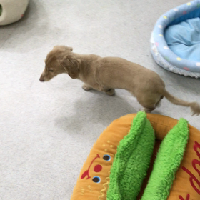 ♪プレイルーム動画♪の画像