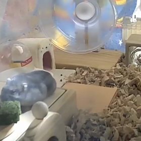 気分がのらないバレンタインの画像